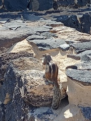 Atlantoxerus getulus