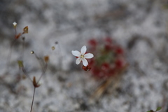 Drosera micrantha