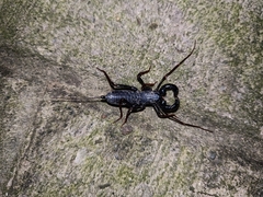 Hypoctonus rangunensis
