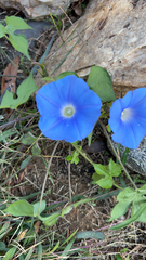 Ipomoea hederacea