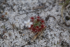 Drosera micrantha