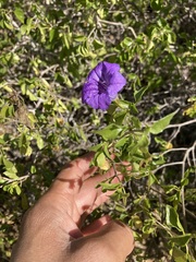 Ruellia californica peninsularis