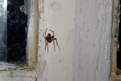 Larinioides ixobolus
