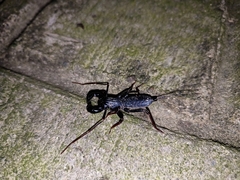 Hypoctonus rangunensis