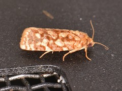 Choristoneura houstonana