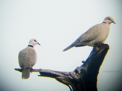 Streptopelia vinacea