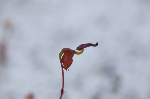 Image of Caleana hortiorum by (c) Hugo Innes, some rights reserved (CC BY)
