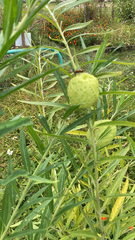 Gomphocarpus physocarpus