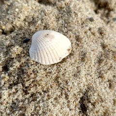 Cerastoderma edule