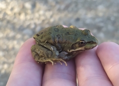 Pelophylax ridibundus