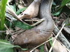 Masticophis mentovarius