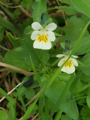 Viola arvensis