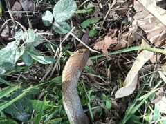 Masticophis mentovarius