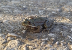 Pelophylax ridibundus