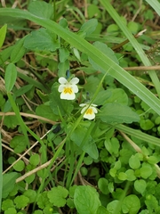 Viola arvensis