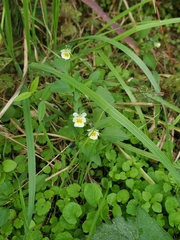 Viola arvensis