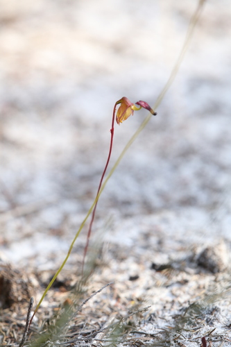 Image of Caleana hortiorum by (c) Hugo Innes, some rights reserved (CC BY)