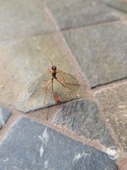 Enicospilus americanus-complex