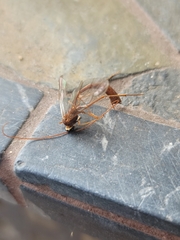 Enicospilus americanus-complex