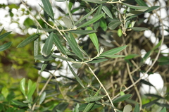 Olea