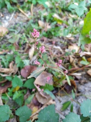 Persicaria maculosa