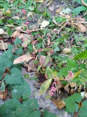 Persicaria maculosa