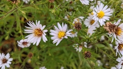 Symphyotrichum novi-belgii