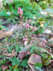 Persicaria maculosa