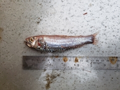 Neoscopelus macrolepidotus