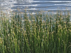 Schoenoplectus
