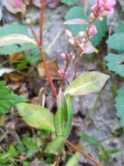 Persicaria maculosa