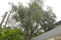 Olea