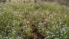 Symphyotrichum novi-belgii