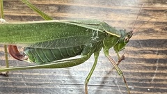 Ensifera
