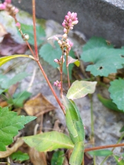 Persicaria maculosa