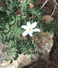 Narcissus deficiens