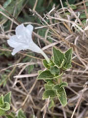 Ruellia patula