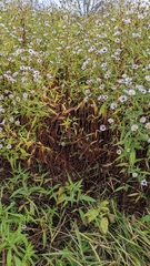 Symphyotrichum novi-belgii