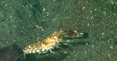 Alpheus bellulus