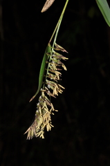 Merostachys