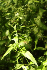 Rumex sanguineus