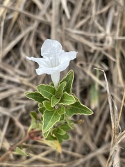 Ruellia patula