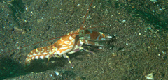 Alpheus bellulus
