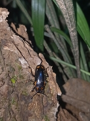 Erotylidae