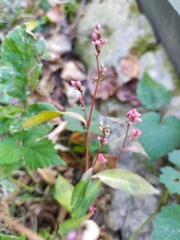 Persicaria maculosa