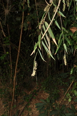 Merostachys