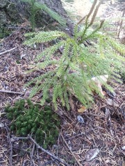 Dendrolycopodium dendroideum