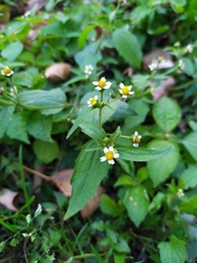 Galinsoga quadriradiata