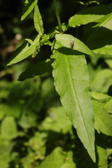 Rumex sanguineus
