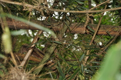 Merostachys